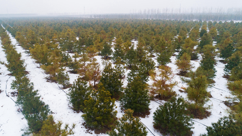 冬日雄安，動(dòng)人雪景美如畫