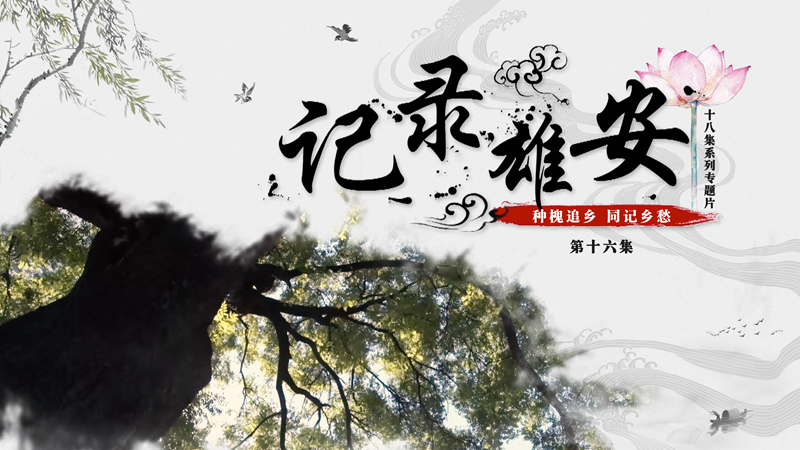 《記錄雄安》第十六集：種槐追鄉 同記鄉愁