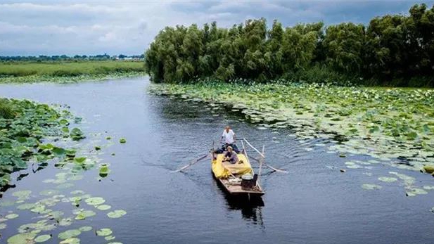穿蘆葦、賞荷花、泛舟捕魚……帶你“云”游白洋淀