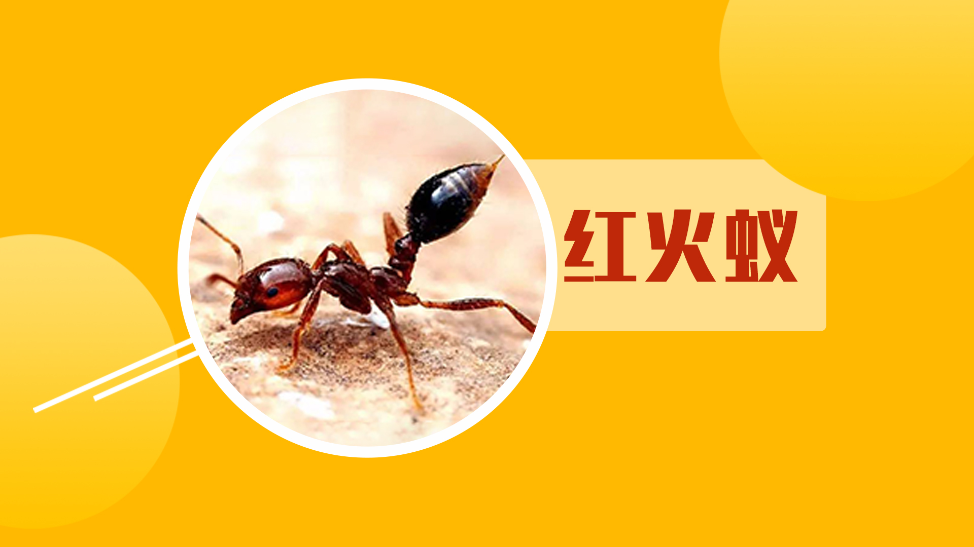 一張圖告訴你，紅火蟻為什么這么可怕？