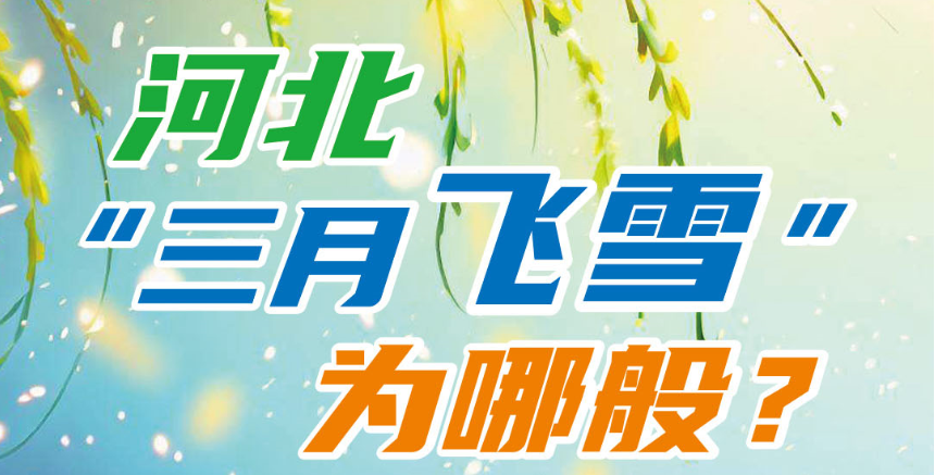 長圖丨又是一年春來“雪”！2023年河北楊柳絮飄飛時間表來了