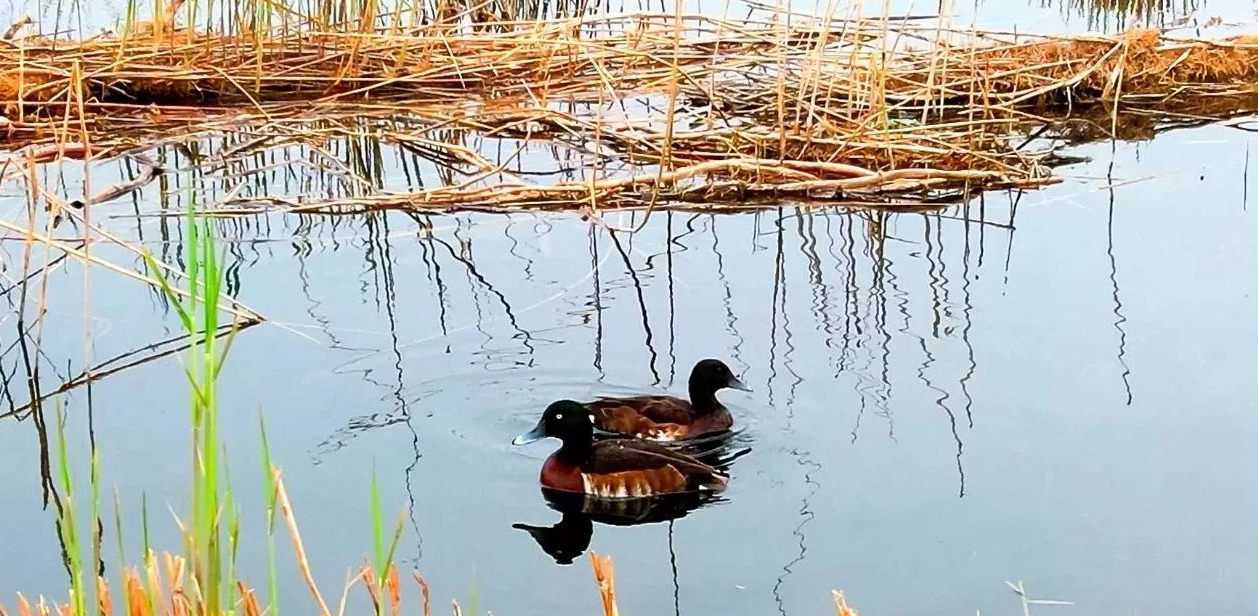 白洋淀畔美動人 群鳥翩躚入畫來