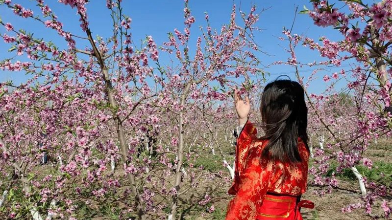 這么近、那么美！來雄安新區(qū)體驗最美四月天