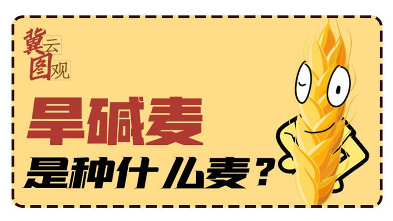 冀云圖觀丨旱堿麥是種什么麥？