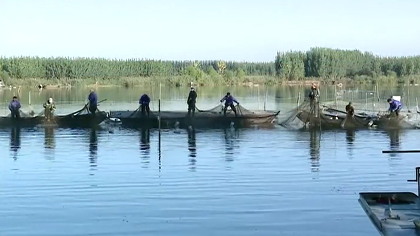 【視頻】雄安新區：白洋淀水域“清魚”工作順利推進